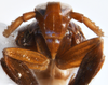 Head: !! display not done !! on Pissonotus nitens (Van Duzee, 1909): (Observation).