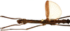 CollectionObject 1578598; 65c5b7c5-5073-473b-9c7b-3e94df8cff01: copyright ISNB, Brussels. female: head & thorax, dorsal view (paratype). (CollectionObject).