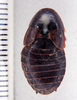 Stilpnoblatta malaya Hebard, 1929: Photo by Heidi Hopkins. dorsal habitus. (Otu).