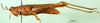 CollectionObject 1584519; 27de41ff-a0de-4716-b497-a5a65b600af7: female, lateral view (syntype). (CollectionObject).