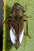 Habitus, dorsal view: Female with brochosome masses. U.S.A., California, San Bernardino, 0.2 mi S of Phelan. Photo: R. Rakitov. (Observation).