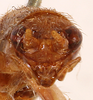 CollectionObject 1522928; 2d5086a0-fdd2-44d7-968e-1ddac0c9c44d: female, frontal head (holotype). (CollectionObject).