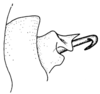 Leiotettix politus Rehn, 1913: Fig. 48. distal portion of phallic complex, lateral view. (Otu).
