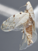 Habitus, lateral view on Euzyginella marki Dietrich, 2013: Lateral. Paratype. (Observation).