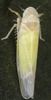 Habitus, dorsal view: !! display not done !! on Fagocyba carri (Edwards, 1914): Habitus (male). (Observation).