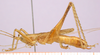 CollectionObject 1479292; edfc9b38-fd4a-4b83-ae59-84d8f4547697, cbt056s03: male, lateral view. (CollectionObject).