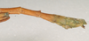 CollectionObject 1562495; b383efdc-10f3-429b-aa82-6f075d7d282c: St. Petersburg. male, end of abdomen, lateral view (syntype of Carausius immundus). (CollectionObject).
