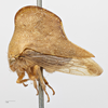 Habitus, lateral view: !! display not done !! on Telamona extrema Ball, 1903: (Observation).