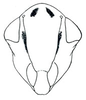 Head: Zabrosa amazonensis, face. (Observation).