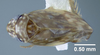 Habitus, dorsal view: !! display not done !! on Xestocephalus superbus (Provancher, 1890): (Observation).