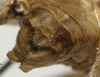 CollectionObject 1535941; 4d5fca26-d11c-49e7-b6d4-5b63416e58bb: male cerci (syntype). (CollectionObject).
