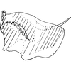 Pygofer, lateral view on Seriana kovka Dworakowska, 1981: Pygofer, lateral view. (Observation).