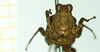 CollectionObject 1572895; ef38ac66-6d95-462c-afbd-61367e9c8d1c: female, frontal view (paralectotype). (CollectionObject).