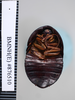 CollectionObject 1573275; 6aa6144f-4438-472d-b44c-97a523ef8355: Copyright NHM, London. Female: ventral view, non-type. (CollectionObject).