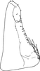 Subgenital plate: Subgenital plate (I. longiprocessa Cao, Huang & Zhang). (Observation).