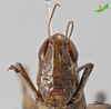 CollectionObject 2243703; Unioeste Cascavel K-0782, a737c70c-82e1-49f2-9bf5-c7731360d5c6: Female, frontal view. (CollectionObject).