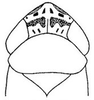 Head: !! display not done !! on Polyamia (Copolyamia) obtecta (Osborn & Ball, 1898): head, dorsally. (Observation).