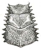 Arachnacris regalis (Karny, 1924): Fig. 63. female pronotum (16.5 mm). (Otu).