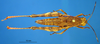 CollectionObject 1521450; c3568e87-82ae-4cf2-a711-a63a09d8f260: female, dorsal view (allotype). (CollectionObject).