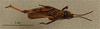 CollectionObject 1600088; 1014aaf3-9877-4175-9b1c-56ac77848eae: male, dorsal view (syntype?). (CollectionObject).