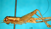 CollectionObject 1565731; b9c94762-f017-40f7-8c88-f84699ee02b1: female, lateral view (paratype). (CollectionObject).