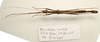 CollectionObject 1595831; d1736daa-7969-4733-b2a0-3ce8c3694810: copyright LKCNH Singapore. male, dorsal view (paratype). (CollectionObject).;CollectionObject 1595832; 65cc8a4f-884c-42f9-9849-b16618b6650a: copyright LKCNH Singapore. male, dorsal view (paratype). (CollectionObject).