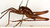 CollectionObject 1499235; 2fdb5a79-ea20-4d47-a592-29bdc6e3b68e: male, lateral view (holotype). (CollectionObject).