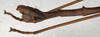CollectionObject 1561117; NMW 571, 83f3fe11-c367-44e1-8288-50c9a788ce9d: copyright NMW, Vienna. male: end of abdomen, lateral view (holotype). (CollectionObject).
