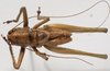 CollectionObject 1527089; 6dfb297e-2f06-4791-977f-d41648a93736: male, dorsal view (holotype). (CollectionObject).
