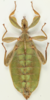 CollectionObject 2320826; 422fc3b5-433e-444f-8db9-2e6f7f526f47: copyright IMQC, photo by René Limoges. female, ventral view (holotype). (CollectionObject).