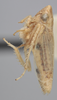 Habitus, lateral view: Lateral. (Observation).