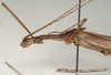 CollectionObject 1560982; 8ee653ed-c750-4f3a-8b51-da8dc449531f: copyright St. Petersburg. female: head and thorax, lateral view (syntype). (CollectionObject).