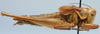 CollectionObject 1520615; d4a0c3fa-29df-4746-a5d1-9b0f0c2f3c24: male, lateral view (paratype of Pholidoptera caucasicus). (CollectionObject).