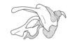 Seabracris cincta cincta (Saussure, 1859): Fig. 211. phallic complex, without epiphallus, lateral view. (Otu).