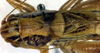 CollectionObject 1500468; 8e5279f8-6fe1-4dbd-9942-71b18aa06ef8, DORSA BTvickniHTM: male head and pronotum, dorsal view (holotype). (CollectionObject).