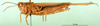 CollectionObject 1576328; 4246c994-d691-4b7d-9972-fadfbfa4b878: female, lateral view (allotype). (CollectionObject).