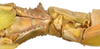 CollectionObject 1586482; 92dd25be-86b6-4562-9d3b-7f8bfd4968b9: copyright IMQC. female: head & thorax, lateral view (holotype). (CollectionObject).