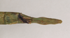 CollectionObject 1559845; NHMUK(SF IMPORT DUPLICATE) 844786-844788, ea4a7d0d-2a59-4bd7-b5c8-1c0ec6194e6d: copyright Natural History Museum, London. female: end of abdomen, dorsal view of Marmessoidea phluctainoides (syntype). (CollectionObject).
