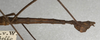 CollectionObject 1560430; NMW 620, 30a4195e-6ba7-4080-9dd7-7f32977126f1: copyright NMW, Vienna. male: end of abdomen, lateral view of Ocnophila integra (lectotype). (CollectionObject).