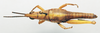 CollectionObject 1540606; 1c412348-3e67-4c7b-b0af-bfb5243470fe: male, dorsal view (holotype). (CollectionObject).