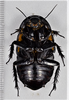 CollectionObject 1618732; 2f8ab5fe-742d-4936-baf3-b27685d7bde5: (CollectionObject).