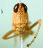 CollectionObject 1500938; 63ac1992-8fc3-4f98-92f7-c765b5a04e1d, DORSA BA000321S01: female, frontal view (holotype). (CollectionObject).