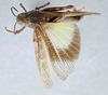 CollectionObject 2765736; ee9dadc2-3e36-4ebf-a316-a321cc5349d9, CNCI 311939: Xanthippus brooksi. Dorsal view. (CollectionObject).