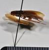 CollectionObject 1553135; 2e9a1ea7-b405-4e40-ae29-1932390f9fd7: copyright NTUC. lateral view (syntype). (CollectionObject).;CollectionObject 1553136; 466b79e0-966e-4969-a1a2-3a25a138e2a2: copyright NTUC. lateral view (syntype). (CollectionObject).