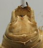 CollectionObject 1534978; 6e0e1e0e-a57d-4706-8b6f-95a1fadc51f2: male abdomen tip, dorsal view (lectotype). (CollectionObject).