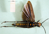 CollectionObject 1502326; 85a7f5a4-92a1-42e2-9296-7dfbc3f2c5a7: male, ventral view (paratype). (CollectionObject).