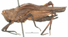 CollectionObject 1521832; 1de0f9e9-6978-4329-bdfb-7d6e57beaa40: female, lateral view (holotype). (CollectionObject).