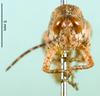 CollectionObject 1502282; 2ea5bc7b-6dc4-4cfe-aec9-e3a95df1aaa7: male, frontal view (paratype). (CollectionObject).