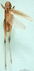 male, dorsal view (syntype). Depicts CollectionObject 1502675; fde74d76-bce7-4a81-b2fe-bc278fd1ce27, a CollectionObject.