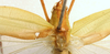 CollectionObject 1517505; 44126481-4fcd-45f7-bf08-4c60e994c39d: male stridulatory apparatus (lectotype of Phaneroptera neochlora). (CollectionObject).